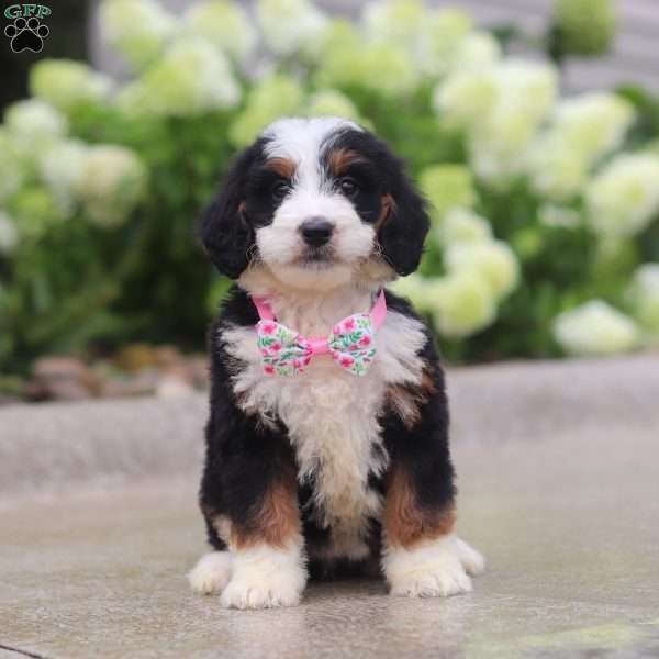 Pixie, Mini Bernedoodle Puppy